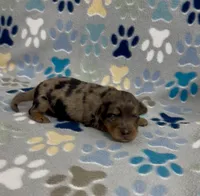Longhair Dorian, a male Miniature Dachshund for sale in Fitzgerald, GA – 1 of 5