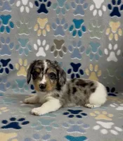Longhair Dandy, a male Miniature Dachshund for sale in Fitzgerald, GA – 5 of 6