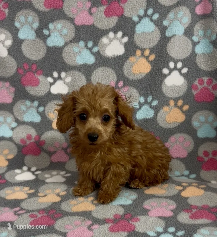 Fancy – Poodle - Toy  puppy for sale in Fitzgerald, GA