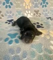 Longhair Ace, a male Miniature Dachshund for sale in Fitzgerald, GA – 3 of 3