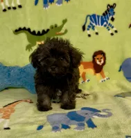 Rusty, a male Maltipoo for sale in Fitzgerald, GA – 4 of 6