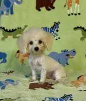 Royal, a male Maltipoo for sale in Fitzgerald, GA – 5 of 10