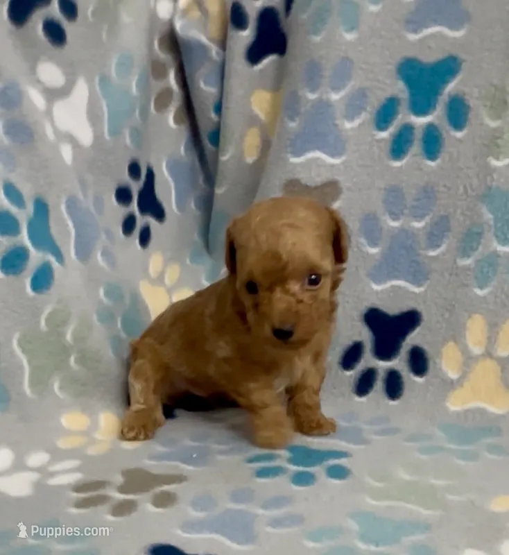 Gage – Poodle - Toy  puppy for sale in Fitzgerald, GA