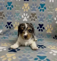 Longhair Dandy, a male Miniature Dachshund for sale in Fitzgerald, GA – 3 of 6