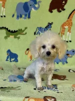 Royal, a male Maltipoo for sale in Fitzgerald, GA – 7 of 10