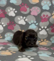 Longhair Tiny P, a male Miniature Dachshund for sale in Fitzgerald, GA – Photo 4 of 6