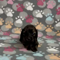 Longhair Tiny P, a male Miniature Dachshund for sale in Fitzgerald, GA – Photo 1 of 6