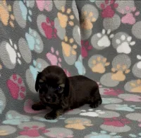 Longhair Tiny P, a male Miniature Dachshund for sale in Fitzgerald, GA – Photo 3 of 6