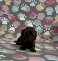 Longhair Tiny P, a male Miniature Dachshund for sale in Fitzgerald, GA – Photo 5 of 6