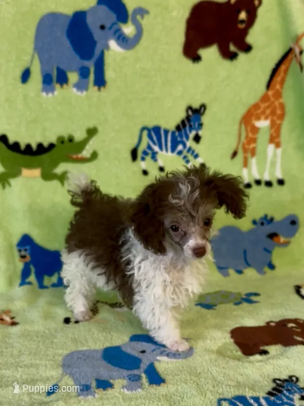 Rascal – Poodle - Toy  puppy for sale in Fitzgerald, GA