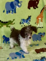 Rascal, a male Poodle - Toy  for sale in Fitzgerald, GA – 1 of 10