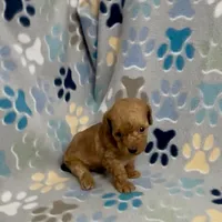 Gage, a male Poodle - Toy  for sale in Fitzgerald, GA – 7 of 8