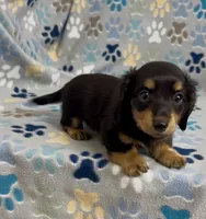 Longhair Ace, a male Miniature Dachshund for sale in Fitzgerald, GA – 2 of 5