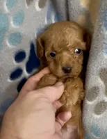 Gage, a male Poodle - Toy  for sale in Fitzgerald, GA – 3 of 8