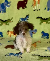 Rascal, a male Poodle - Toy  for sale in Fitzgerald, GA – 2 of 10