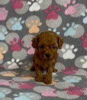 Faith, a female Poodle - Toy  for sale in Fitzgerald, GA – 5 of 5