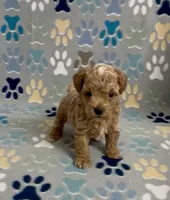 Garth, a male Poodle - Toy  for sale in Fitzgerald, GA – 4 of 10