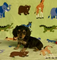 Longhair Daisy, a female Miniature Dachshund for sale in Fitzgerald, GA – 8 of 8