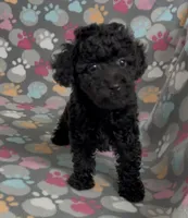 Raider, a male Poodle - Miniature  for sale in Fitzgerald, GA – Photo 1 of 10