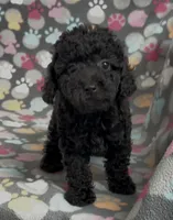 Raider, a male Poodle - Miniature  for sale in Fitzgerald, GA – Photo 4 of 10
