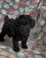 Raider, a male Poodle - Miniature  for sale in Fitzgerald, GA – Photo 10 of 10