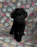 Raider, a male Poodle - Miniature  for sale in Fitzgerald, GA – Photo 3 of 10