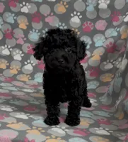 Raider, a male Poodle - Miniature  for sale in Fitzgerald, GA – Photo 6 of 10
