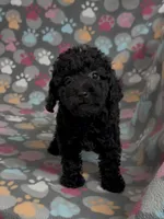 Raider, a male Poodle - Miniature  for sale in Fitzgerald, GA – Photo 5 of 10