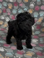 Raider, a male Poodle - Miniature  for sale in Fitzgerald, GA – Photo 8 of 10