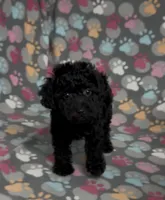 Raider, a male Poodle - Miniature  for sale in Fitzgerald, GA – Photo 2 of 10