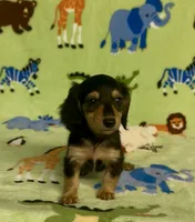 Longhair Daisy, a female Miniature Dachshund for sale in Fitzgerald, GA – 6 of 8