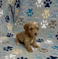 Gunner, a male Poodle - Toy  for sale in Fitzgerald, GA – 2 of 5