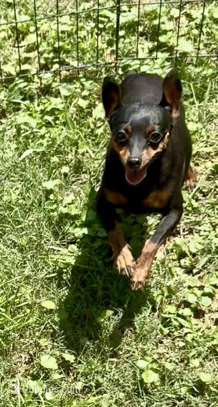 Tiny Emma – Miniature Pinscher puppy for sale in Fitzgerald, GA