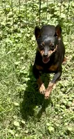 Tiny Emma, a female Miniature Pinscher for sale in Fitzgerald, GA – 1 of 4