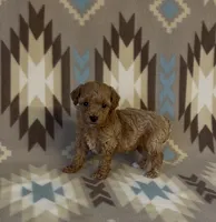 Precious, a female Poodle - Toy  for sale in Fitzgerald, GA – 6 of 7