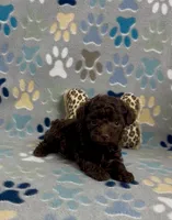 Raney, a female Poodle - Toy  for sale in Fitzgerald, GA – 4 of 4