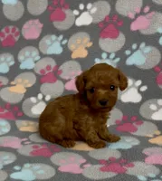 Fancy, a female Poodle - Toy  for sale in Fitzgerald, GA – 4 of 6