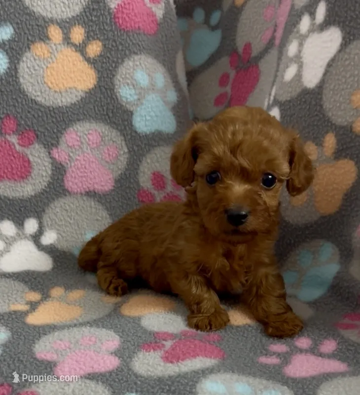 Fancy – Poodle - Toy  puppy for sale in Fitzgerald, GA