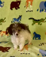 Rascal, a male Poodle - Toy  for sale in Fitzgerald, GA – 10 of 10