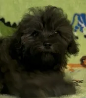 Rusty, a male Maltipoo for sale in Fitzgerald, GA – 9 of 10