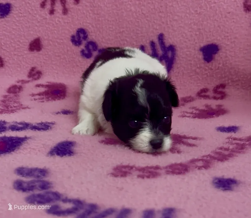 Kenya, a female Pomapoo for sale in Fitzgerald, GA – 1 of 6