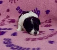 Kenya, a female Pomapoo for sale in Fitzgerald, GA – 1 of 6