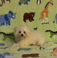 Ricky, a male Maltipoo for sale in Fitzgerald, GA – 5 of 7