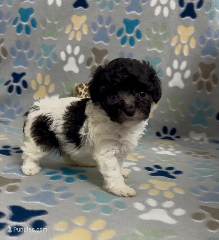 Rosey  – Poodle - Toy  puppy for sale in Fitzgerald, GA