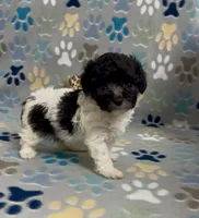 Rosey , a female Poodle - Toy  for sale in Fitzgerald, GA – 1 of 4
