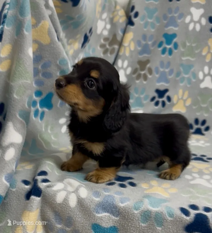 Longhair Ace – Miniature Dachshund puppy for sale in Fitzgerald, GA