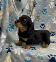 Longhair Ace, a male Miniature Dachshund for sale in Fitzgerald, GA – 1 of 5