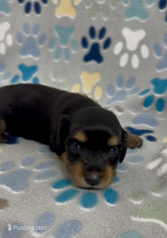 Longhair Ace – Miniature Dachshund puppy for sale in Fitzgerald, GA