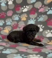 Gabi, a female Poodle - Toy  for sale in Fitzgerald, GA – 7 of 10