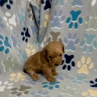Gage, a male Poodle - Toy  for sale in Fitzgerald, GA – 6 of 8